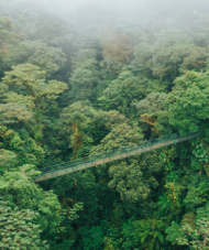 Monteverde Hanging bridges Tour pakc Ficus Hotel bakground